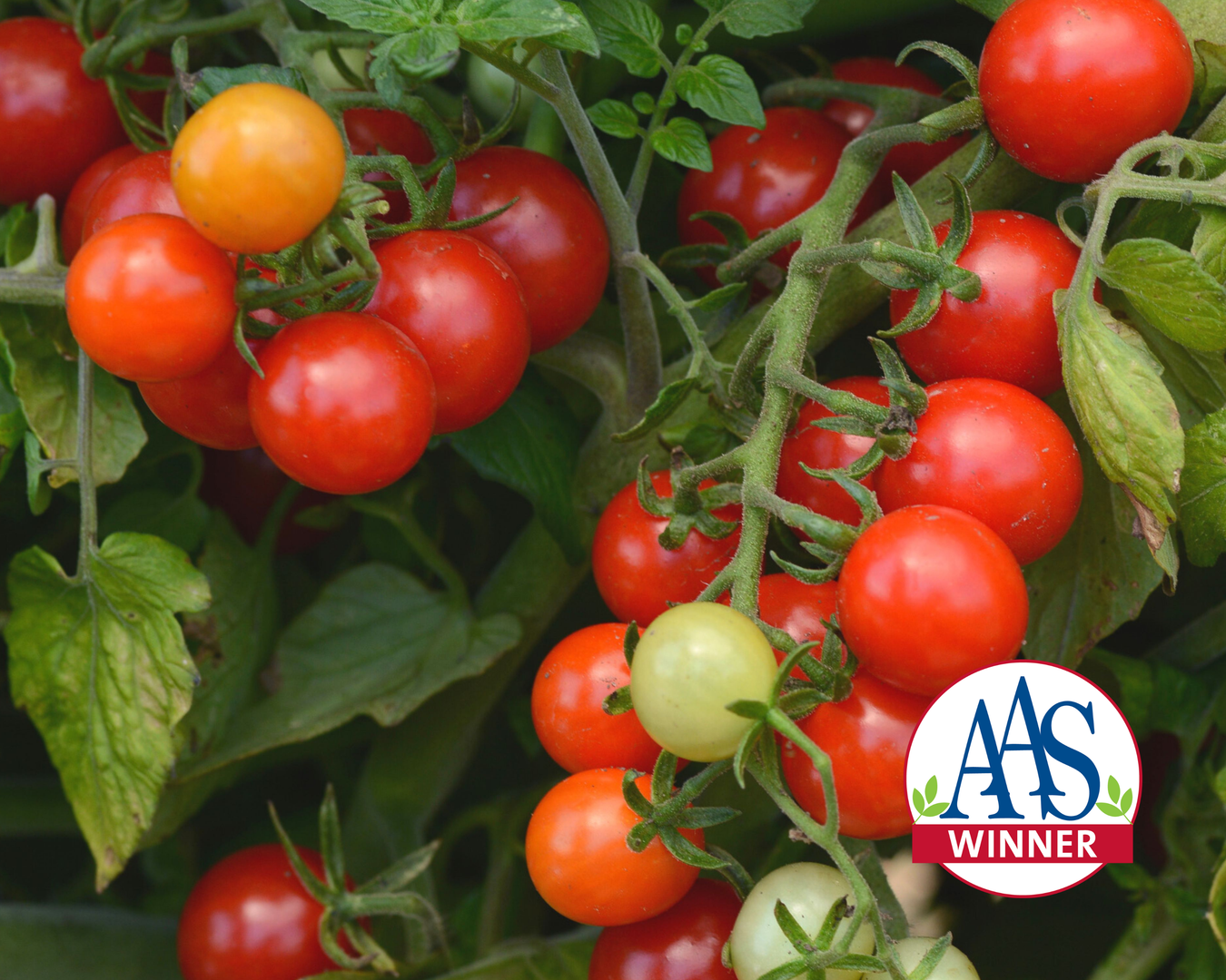 Currant Tomato