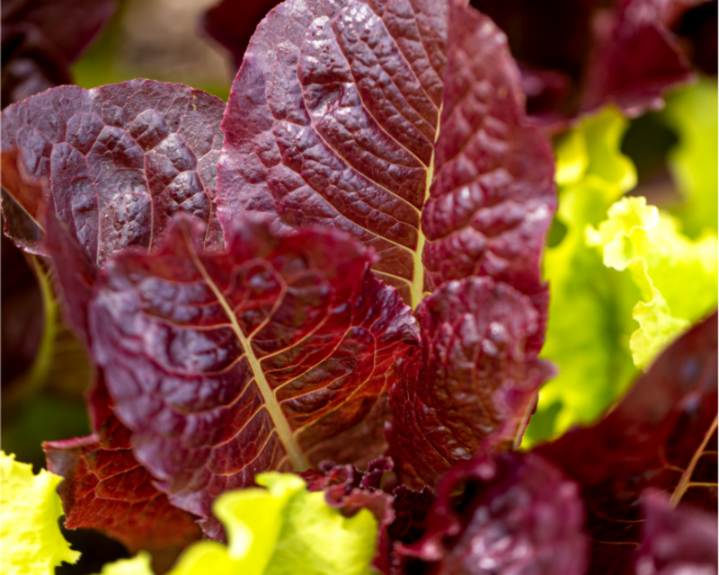 Baby Leaf Mix Lettuce Seeds