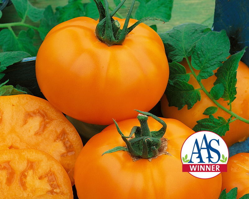 Chef's™ Choice Orange Hybrid Slicing T Tomato Seeds