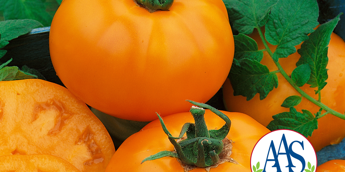 Chef's™ Choice Orange Hybrid Slicing T Tomato Seeds — Seeds 'n Such