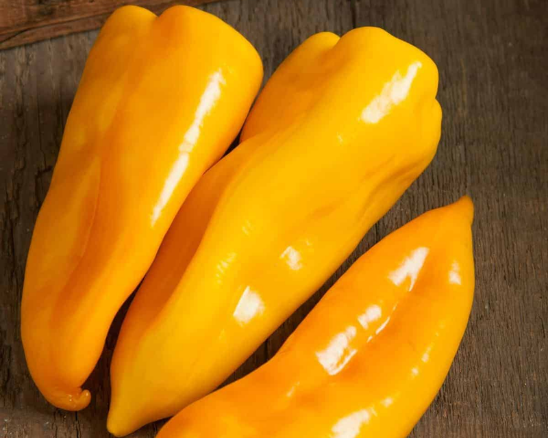 Escamillo Hybrid Pepper Seeds