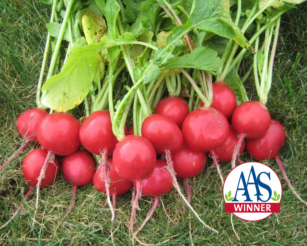 Roxanne Hybrid Radish Seeds — Seeds 'n Such
