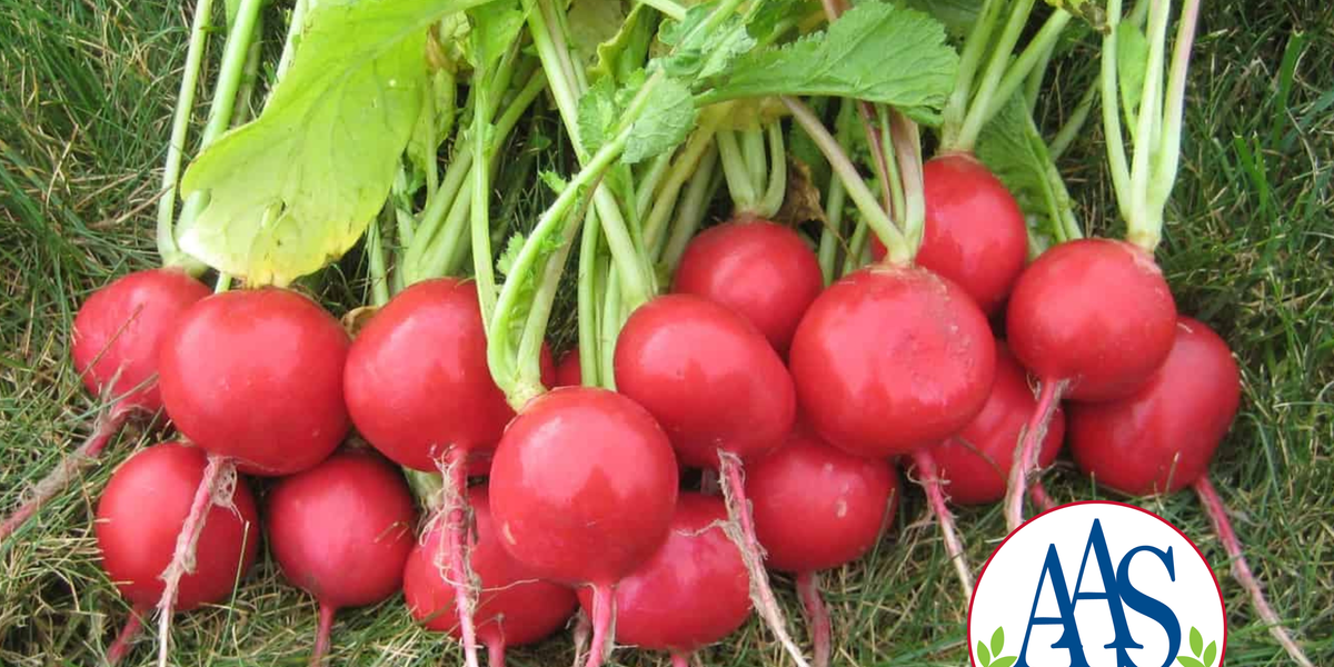 Roxanne Hybrid Radish Seeds — Seeds 'n Such