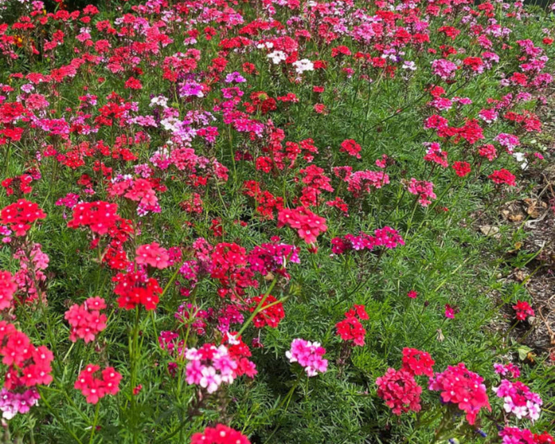 i promise to plant kisses like seeds Verbena Sweetheart Kisses Seed