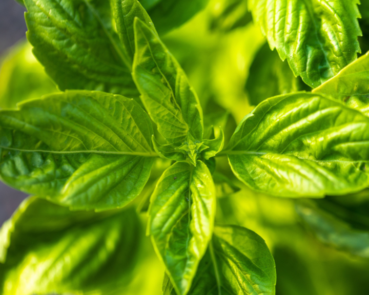 Genovese Sweet Basil Seeds