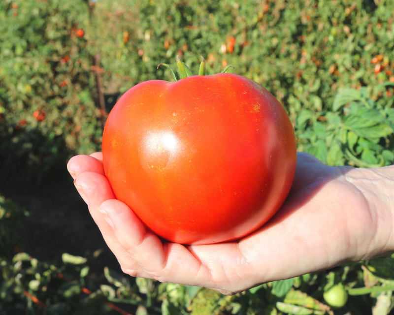 planting hybrid tomato seeds Saybrook Hybrid Tomato Seeds