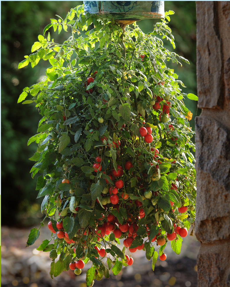 Bulk: Topsy Tom Hybrid Tomato Seeds