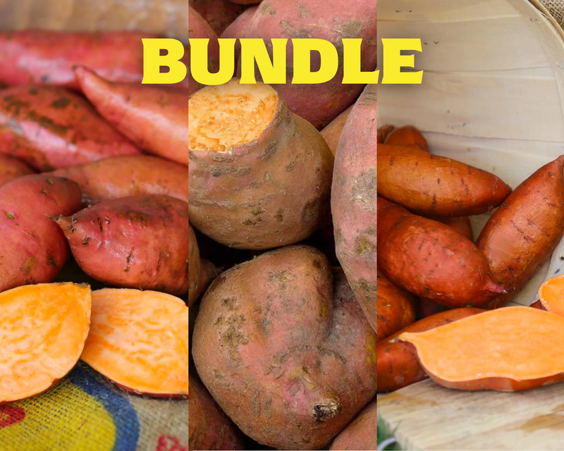 Northern Gardener Collection Sweet Potato Plants