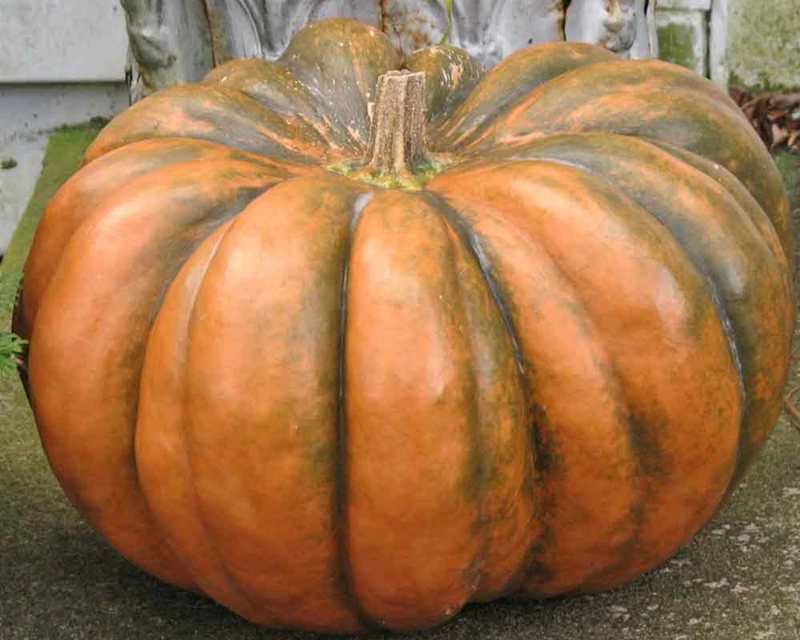 Musquee de Provence Pumpkin Seeds
