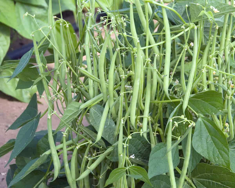 Bulk: Mascotte Bush Filet Bean Seeds
