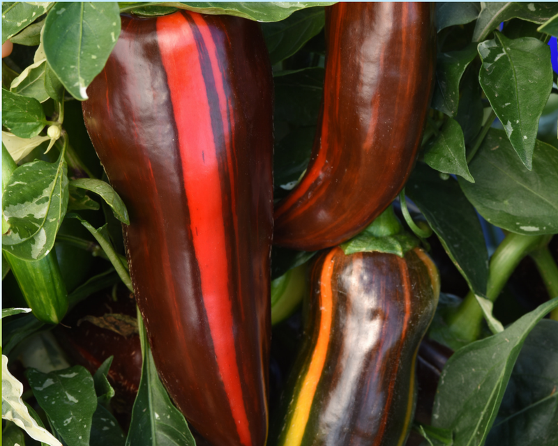 Bulk: Mocha Swirl Hybrid Pepper Seeds