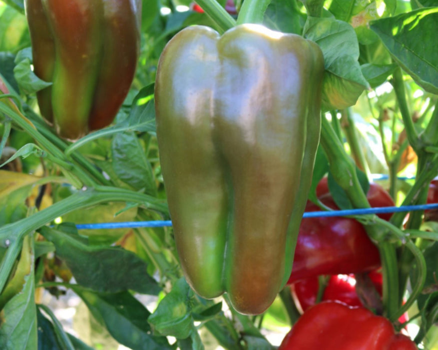 Bulk: Red Impact Hybrid Pepper Seeds