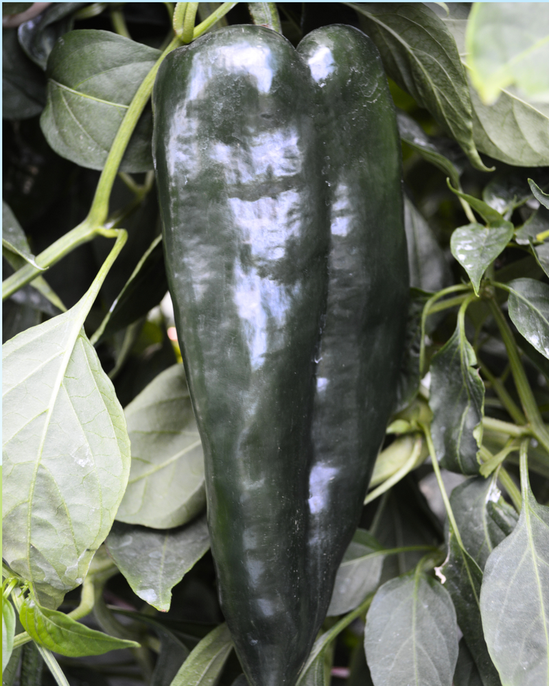Bulk: Carranza Hybrid Pepper Seeds