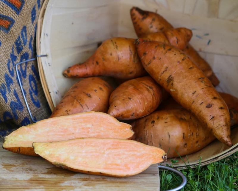 Bush Porto Rico Sweet Potato Plants