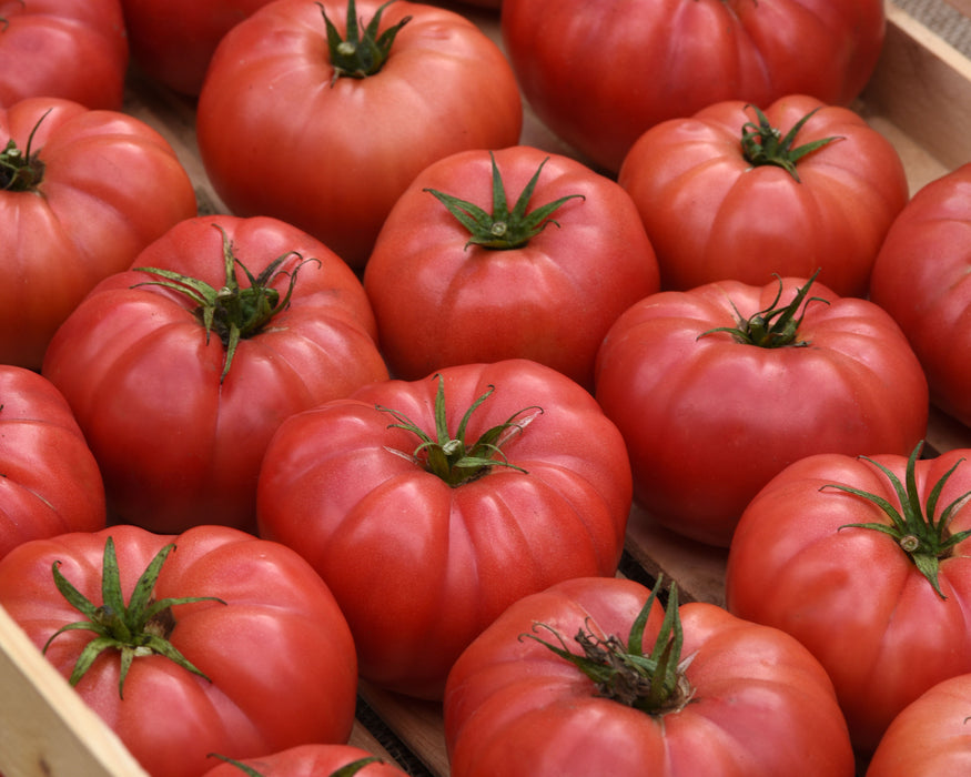 Bulk: Blushing Star Hybrid Tomato Seeds