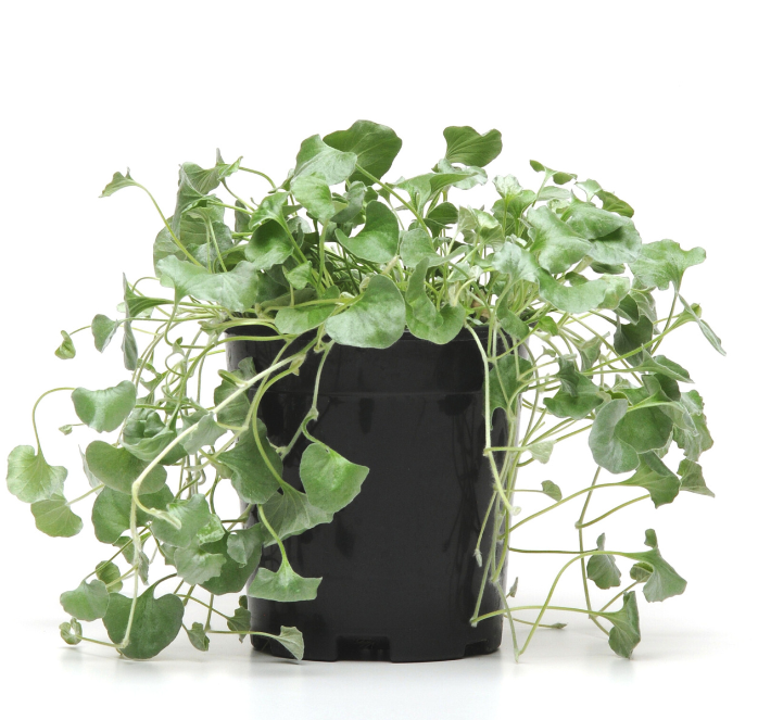 dichondra indoor plant Silver Falls Dichondra Seeds — Seeds 'n Such