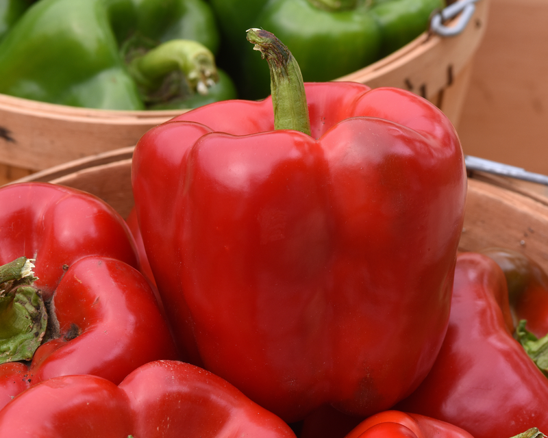 Bulk: Kickstart Hybrid Pepper Seeds