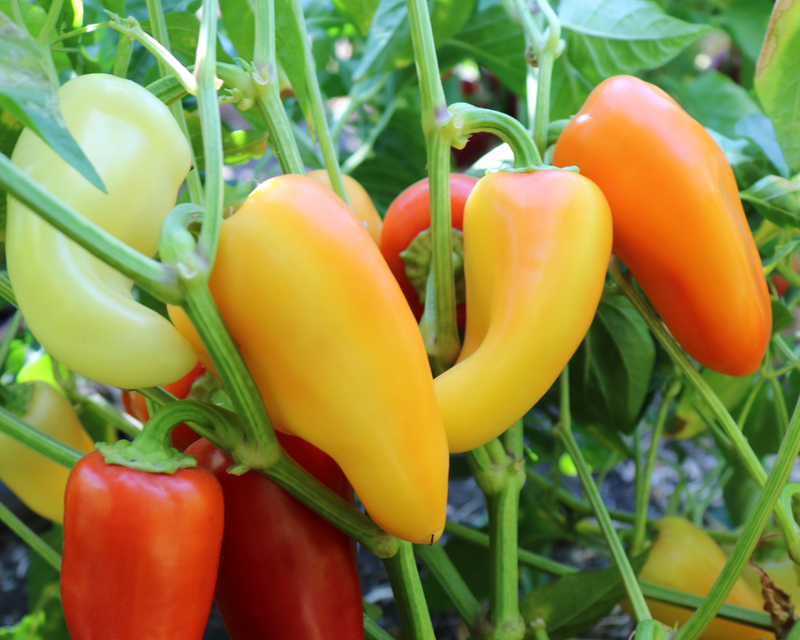 Mariachi Hybrid Hot Pepper Seeds