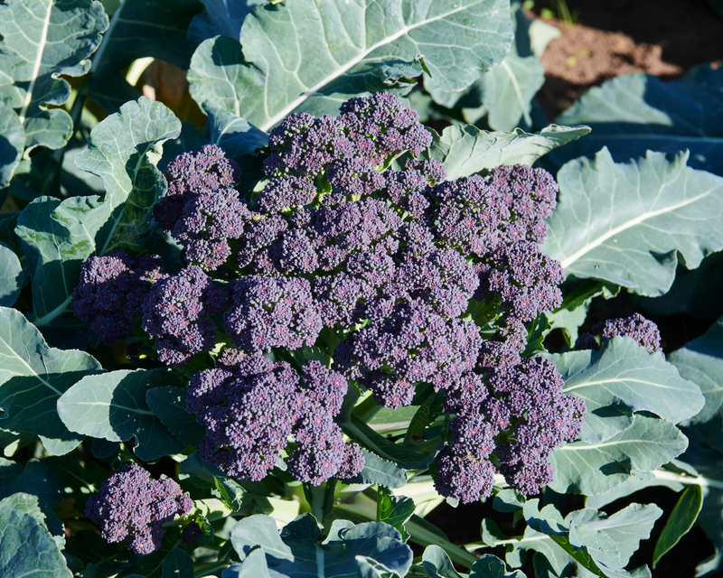 Burgundy Hybrid Broccoli Seeds