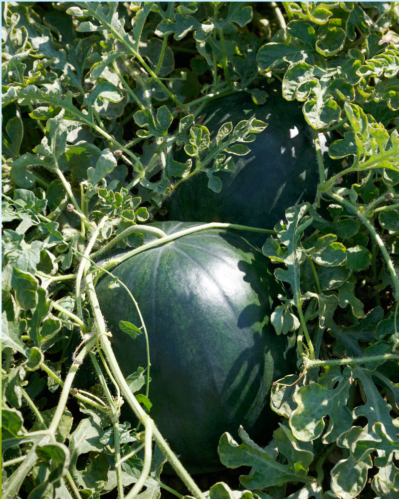 Bulk: Eclipse Seedless Hybrid Watermelon Seeds
