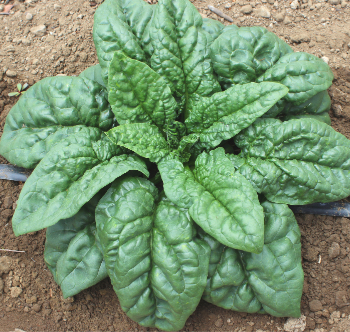 Green Beret Hybrid Spinach Seeds