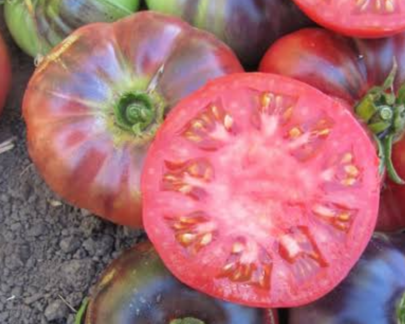 Indigo Blue Beauty Tomato Seeds