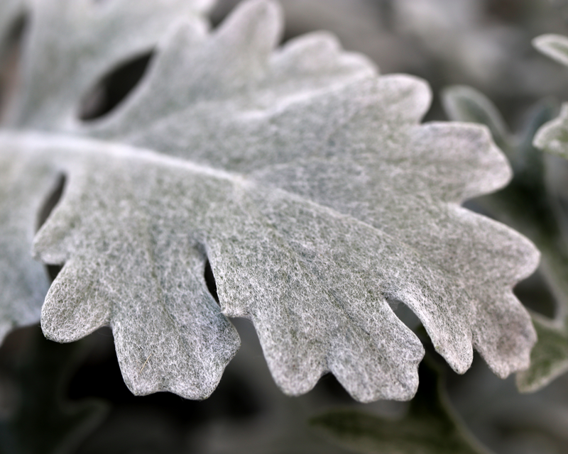 Silver Dust Dusty Miller Seeds
