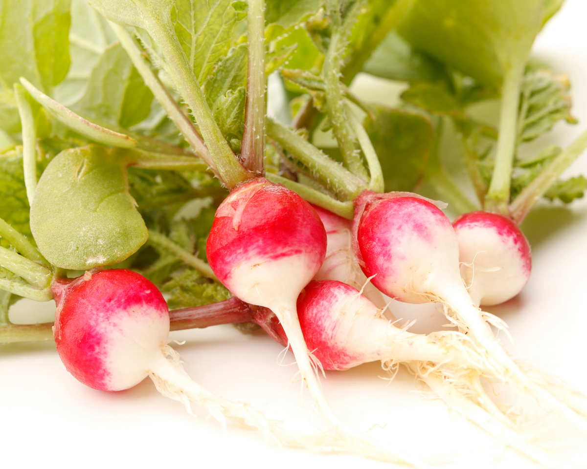 Sparkler White Tip Radish Seeds