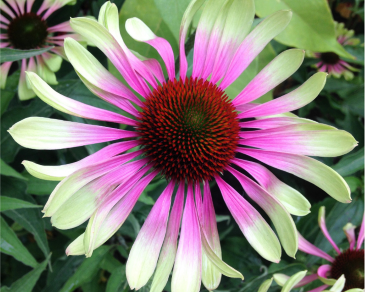 Green Twister Coneflower Echinacea Seeds