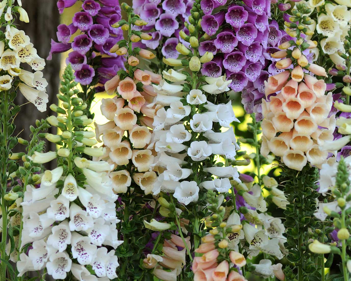 Dalmation Hybrid Mix Foxglove Seeds