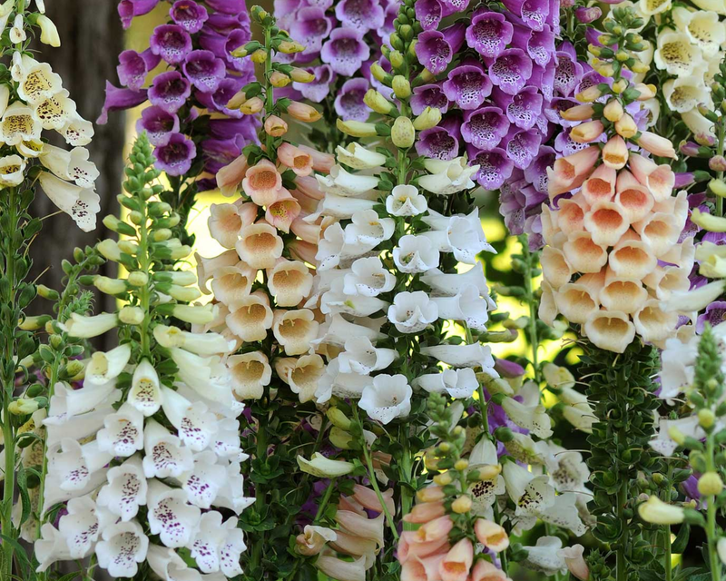 Dalmation Hybrid Mix Foxglove Seeds