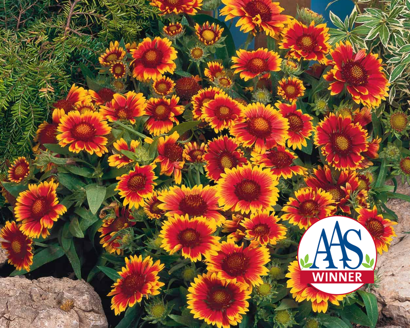 Arizona Sun Gaillardia Seeds