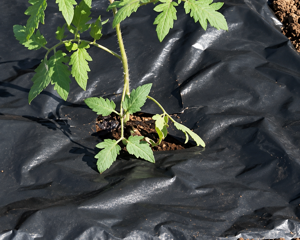 Planters Paper Mulch
