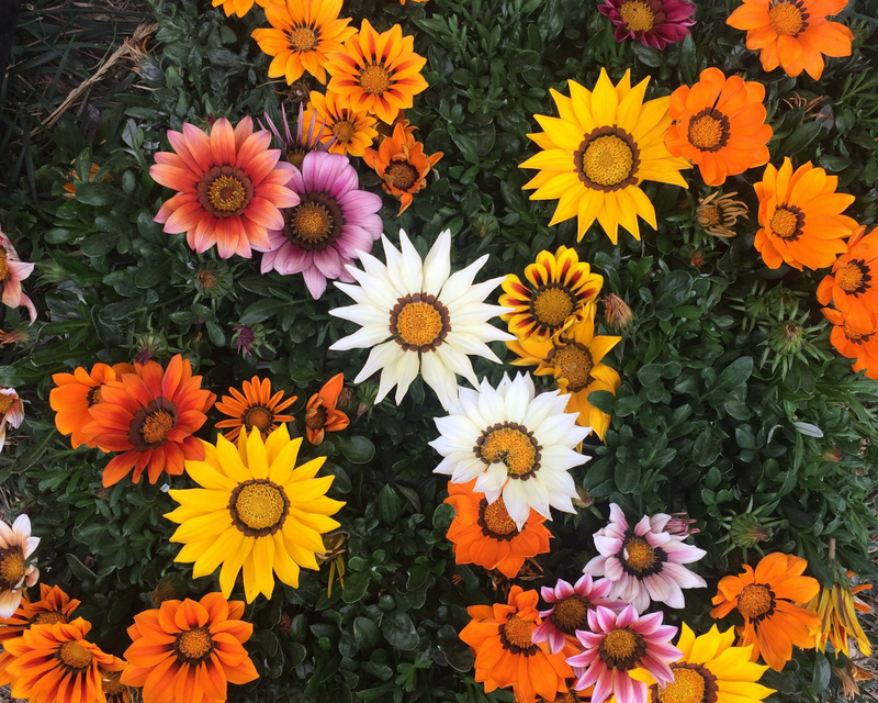 New Day Hybrid Mix Gazania Seeds