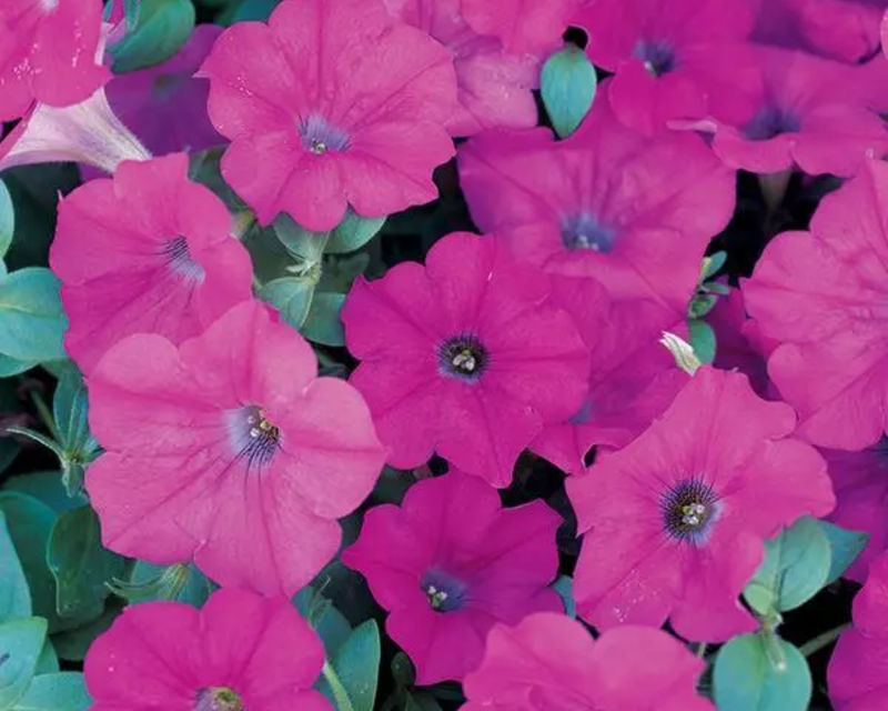 Lavender Wave Petunia Seeds