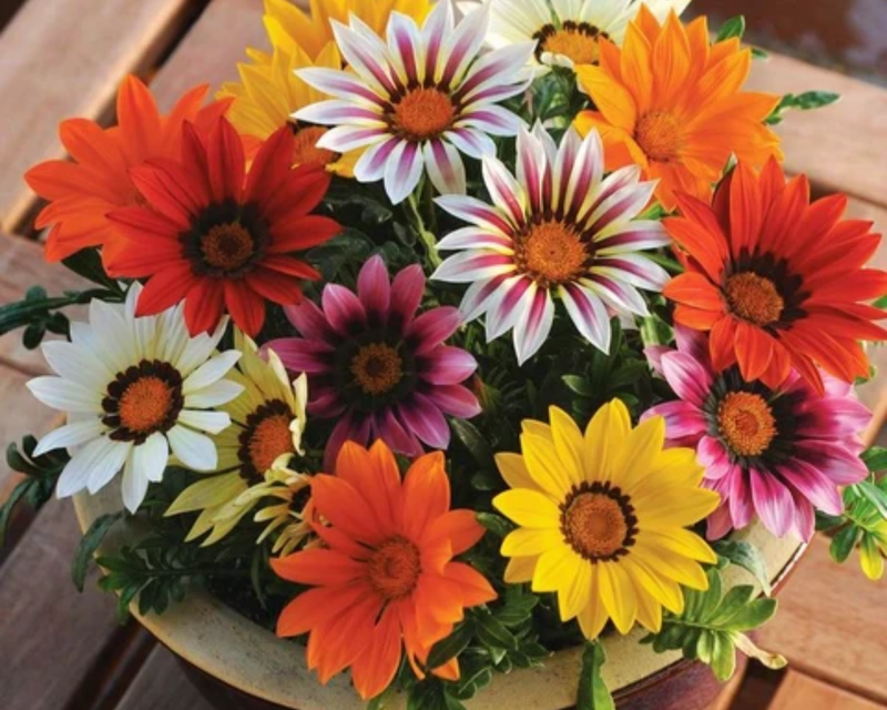 New Day Hybrid Mix Gazania Seeds