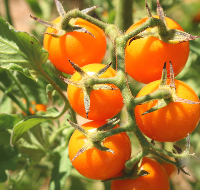 Sun Sugar Hybrid Tomato Seeds