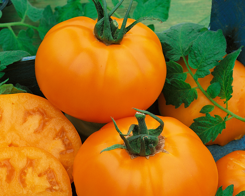 Chef's™ Choice Orange Hybrid Slicing T Tomato Seeds