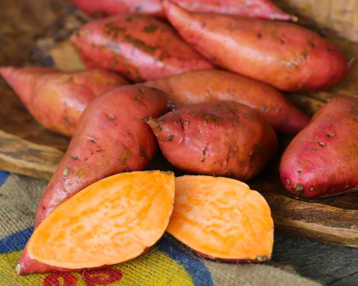 Georgia Jet Sweet Potato Plants