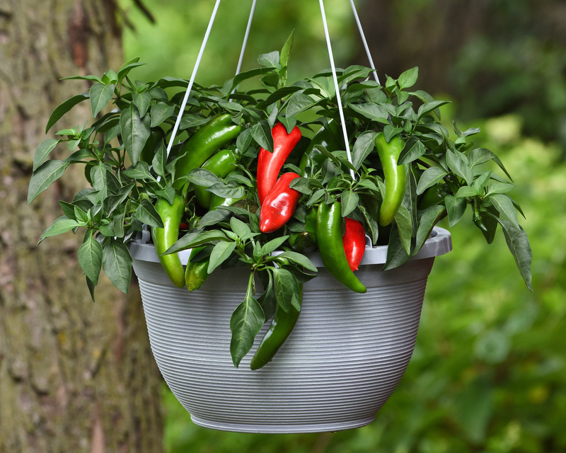 Pot-a-Peño Pepper Seeds