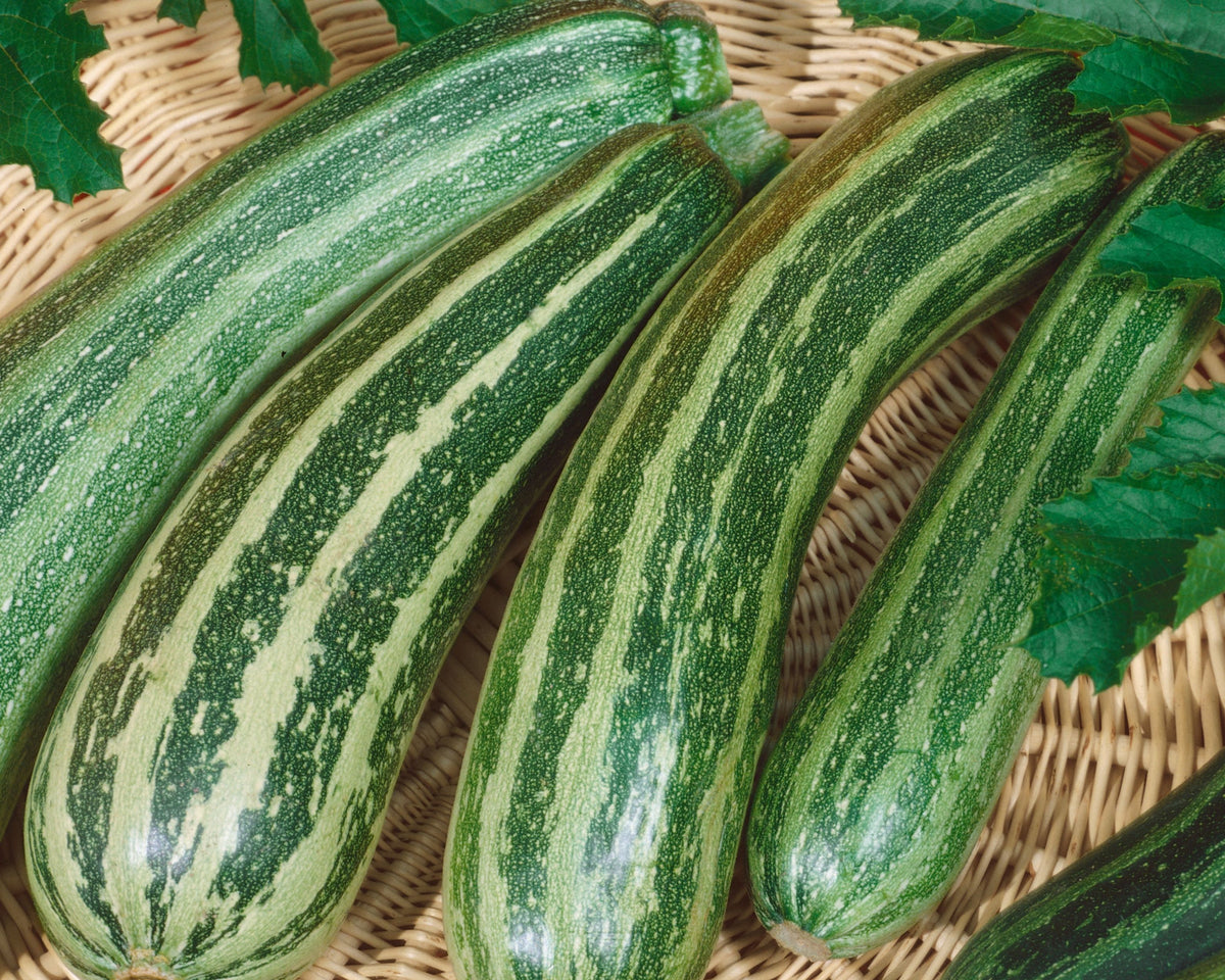 Green Zebra Hybrid Zucchini Seeds
