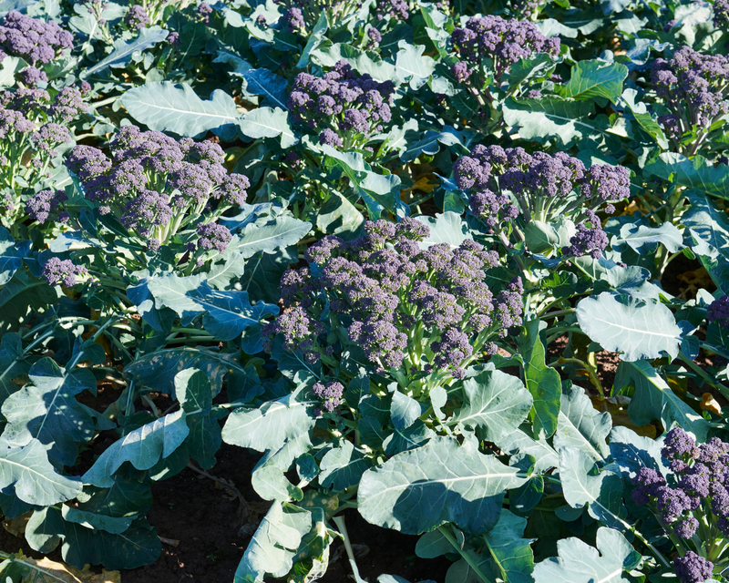 Burgundy Hybrid Broccoli Seeds