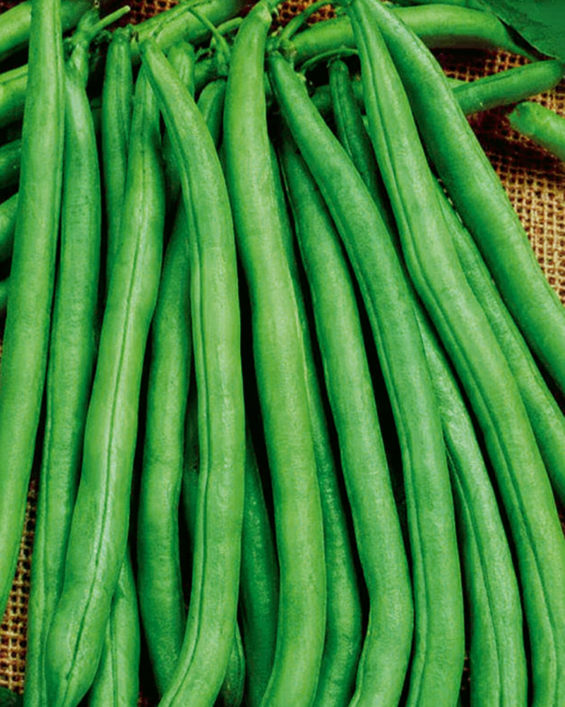Blue Lake 274 Bush Bean Seeds