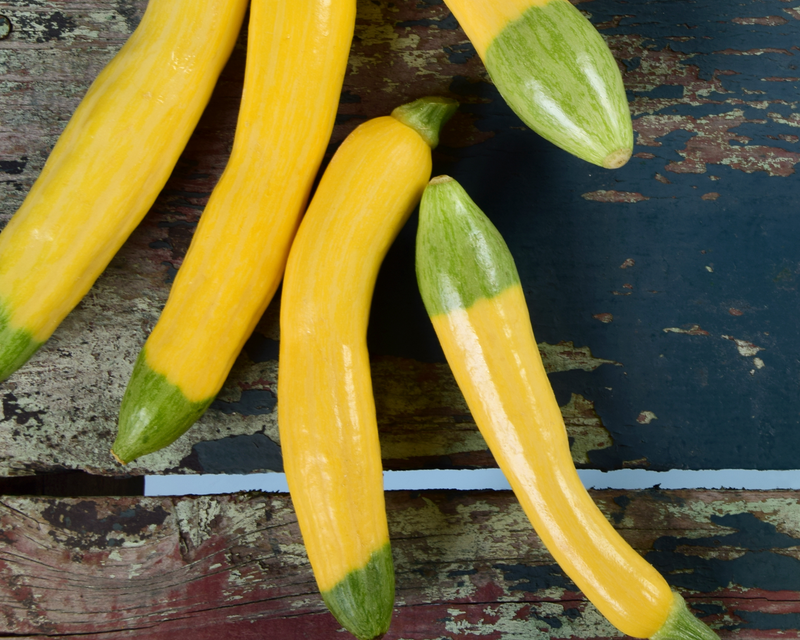 Zephyr Hybrid Summer Squash Seeds