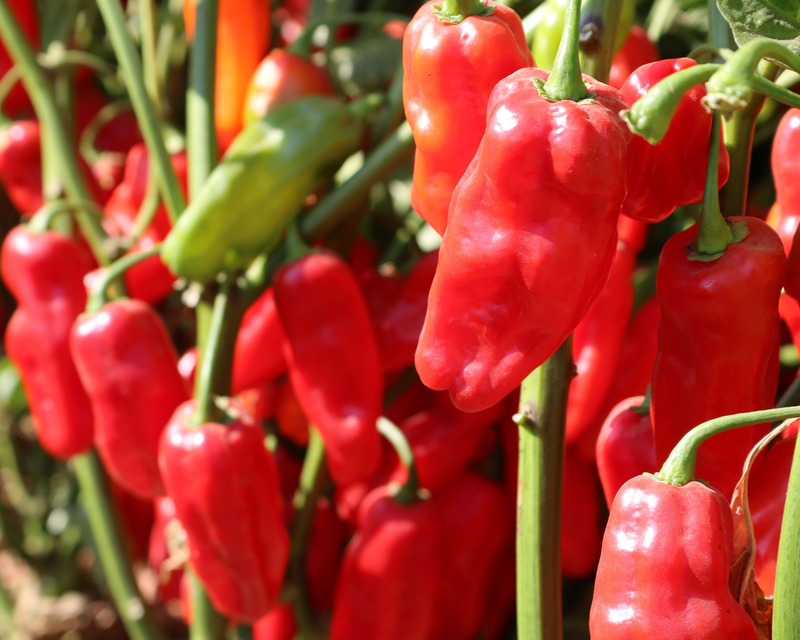 Roulette Habanero Hybrid Pepper Seeds