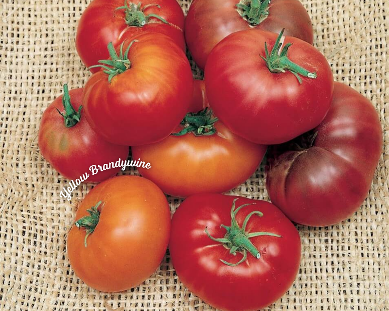 Yellow Brandywine Tomato Seeds