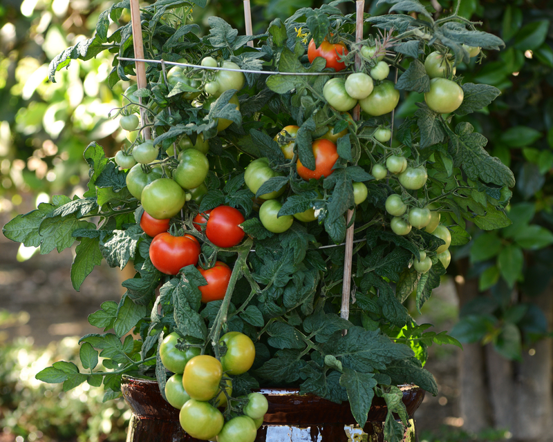 Bulk: Little Sicily Hybrid Tomato Seeds