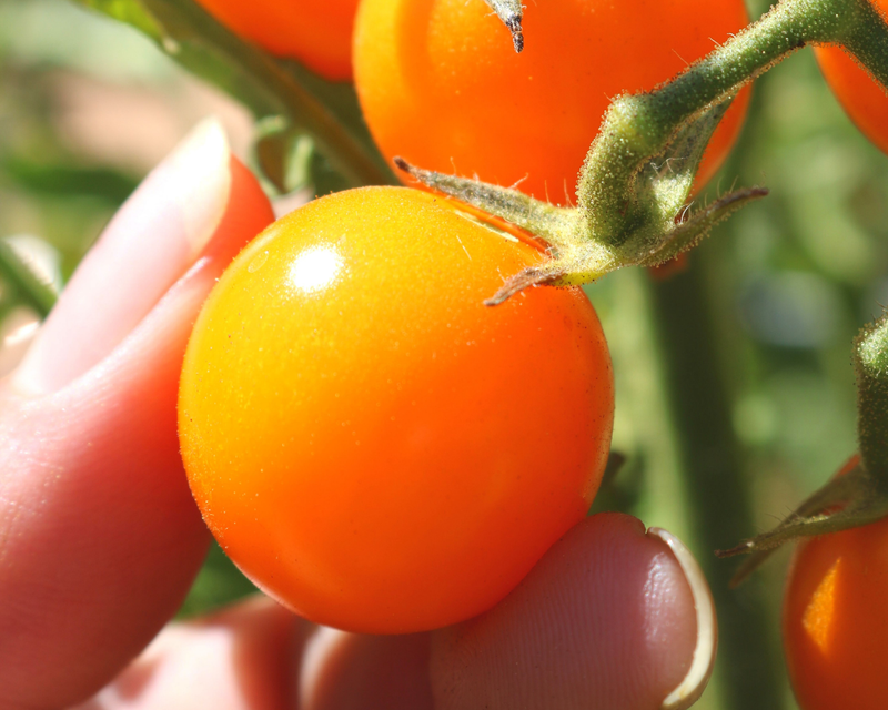 Bulk: Sun Sugar Hybrid Cherry Tomato Seeds