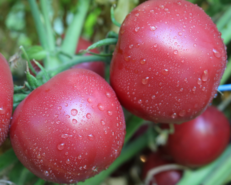 rosada tomato seeds usa Pink Gal Hybrid Tomato Seeds