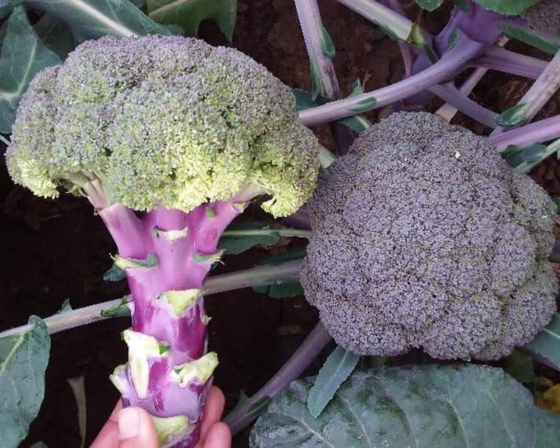 Purple Magic Hybrid Purple Broccoli Seeds
